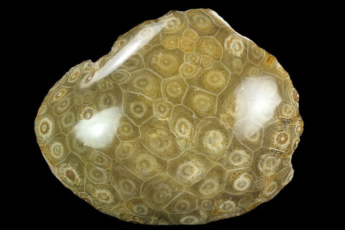 Polished Fossil Coral (Actinocyathus) - Morocco #128180